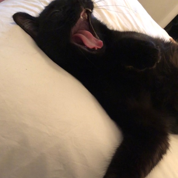 Meet your Posher, Susannah - Picture 1 of 1